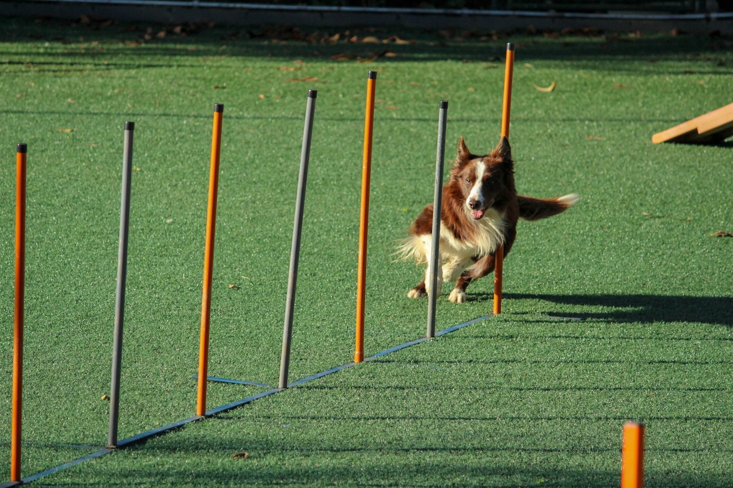 Så stärker du relationen med din hund